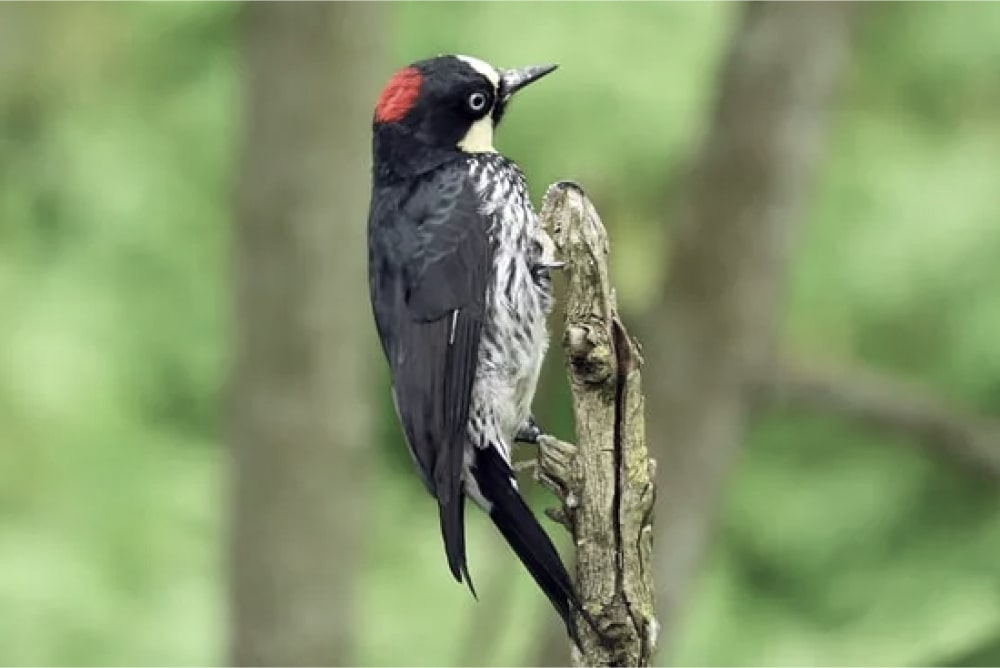 Biodiversity and Forests